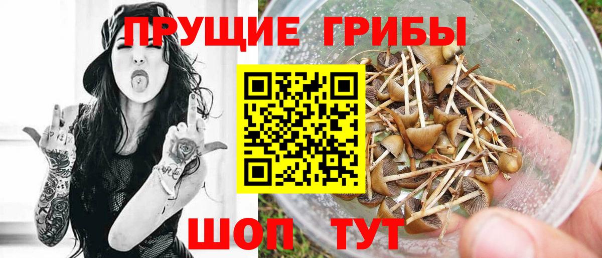 Псилоцибиновые грибы Psilocybe Сафоново